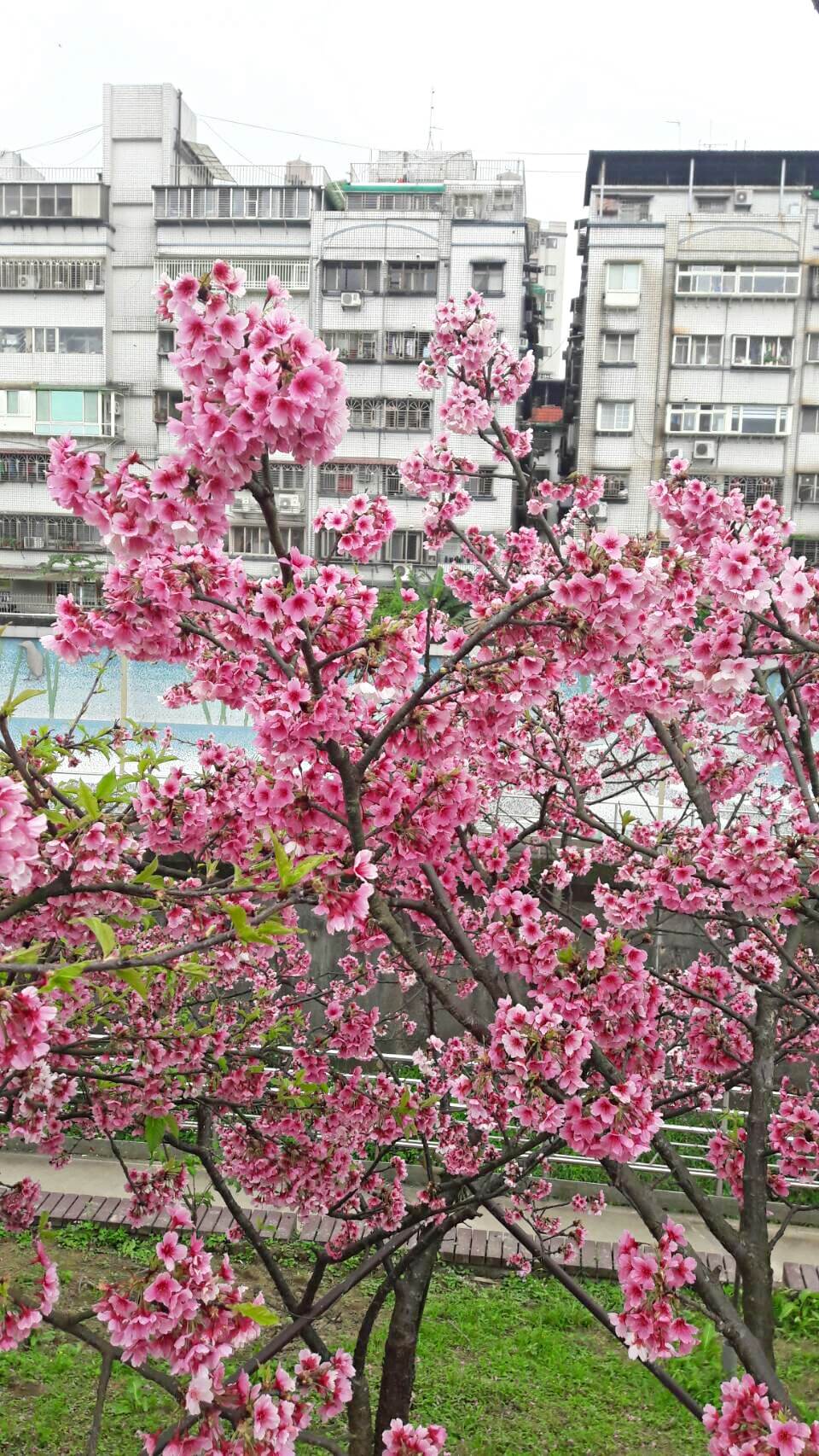 內湖樂活公園-櫻花