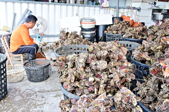 澎湖旅遊：來星光海洋牧場，海鮮粥和炭烤牡蠣吃到飽