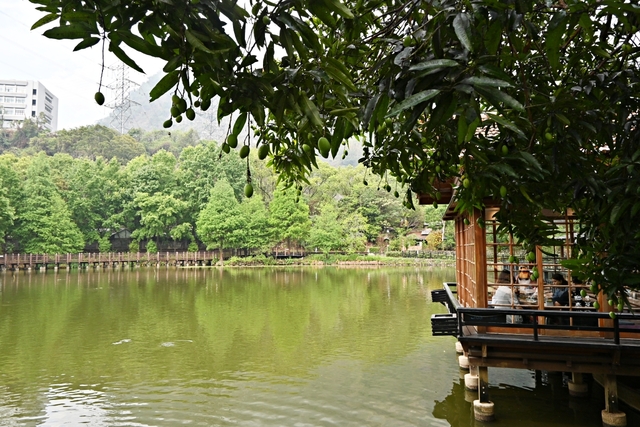 南投景點：車埕貯木池畔旁隱茶steam，愜意的日式茶屋一定來坐下喝杯茶吃點心