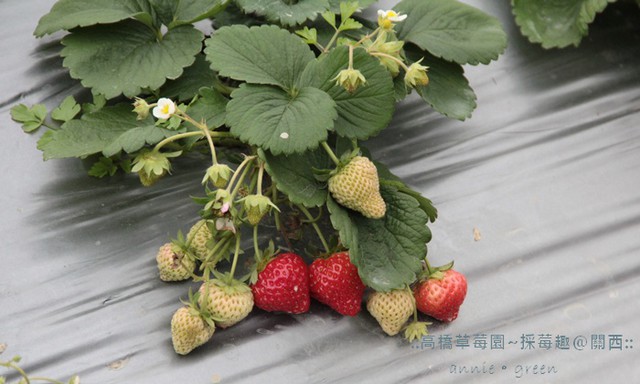 草莓季採草莓囉~高橋草莓園-新竹關西
