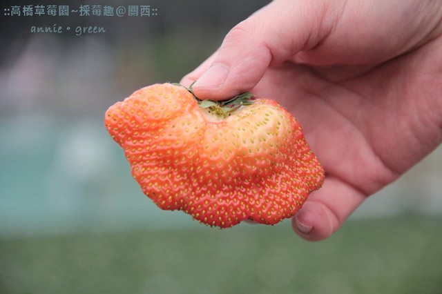 草莓季採草莓囉~高橋草莓園-新竹關西